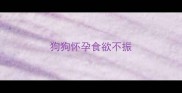 狗狗怀孕食欲不振