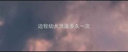 边牧幼犬洗澡多久一次