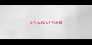 金毛长到几个月发情