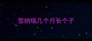 雪纳瑞几个月长个子
