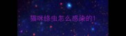 猫咪绦虫怎么感染的