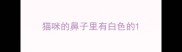 猫咪的鼻子里有白色的