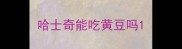 哈士奇能吃黄豆吗