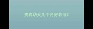 贵宾幼犬几个月好养活