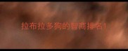 拉布拉多狗的智商排名
