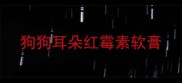 狗狗耳朵红霉素软膏