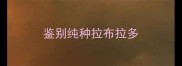 鉴别纯种拉布拉多