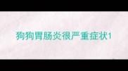 狗狗胃肠炎很严重症状