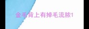 金毛背上有掉毛流脓