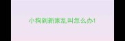 小狗到新家乱叫怎么办