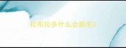 拉布拉多什么会脱毛