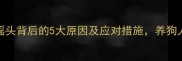 哈士奇摇头背后的5大原因及应对措施养狗人必看