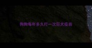 狗狗每年多久打一次狂犬疫苗