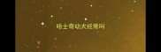 哈士奇幼犬经常叫