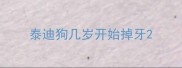 泰迪狗几岁开始掉牙
