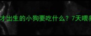 新手养狗必看才出生的小狗要吃什么7天喂养全流程拆解
