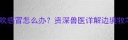 两个月边牧幼犬被风吹感冒怎么办资深兽医详解边境牧羊犬幼犬护理全攻略