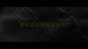 猫咪直肠脱落能痊愈