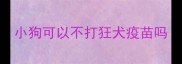 小狗可以不打狂犬疫苗吗