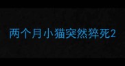 两个月小猫突然猝死