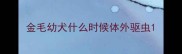金毛幼犬什么时候体外驱虫