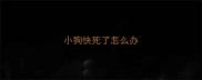 小狗快死了怎么办