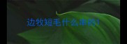 边牧短毛什么串的