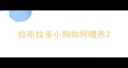 拉布拉多小狗如何喂养