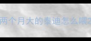两个月大的泰迪怎么喂