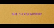 接种了狂犬疫苗的狗狗