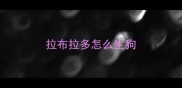 拉布拉多怎么生狗