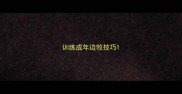 训练成年边牧技巧