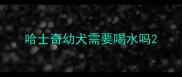 哈士奇幼犬需要喝水吗