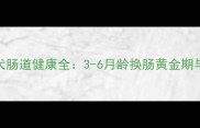 边境牧羊犬幼犬肠道健康全3-6月龄换肠黄金期与科学护理指南