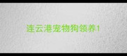 连云港宠物狗领养