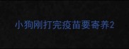 小狗刚打完疫苗要寄养