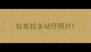 拉布拉多幼仔照片