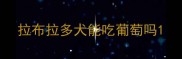 拉布拉多犬能吃葡萄吗