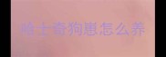 哈士奇狗崽怎么养