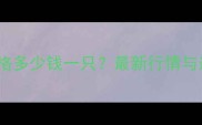 一岁哈士奇价格多少钱一只最新行情与选购避坑指南