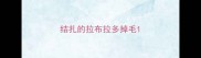 结扎的拉布拉多掉毛