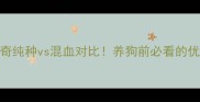哈士奇纯种vs混血对比养狗前必看的优缺点全