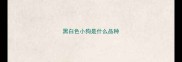 黑白色小狗是什么品种