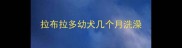 拉布拉多幼犬几个月洗澡