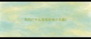 狗狗打什么疫苗防细小犬瘟