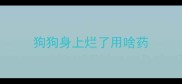 狗狗身上烂了用啥药