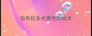 拉布拉多犬黑色的幼犬