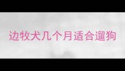 边牧犬几个月适合遛狗