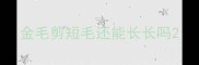 金毛剪短毛还能长长吗