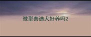 微型泰迪犬好养吗